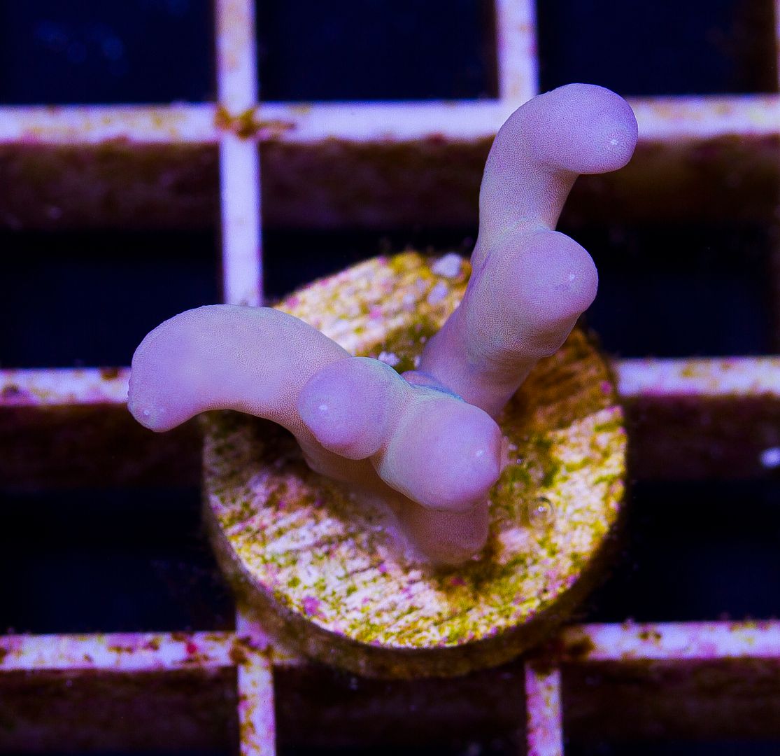 newcoral1349 - 85+ New WYSIWYG Acros at Cherry Corals!